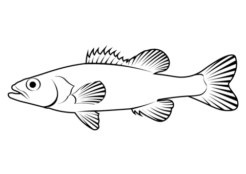 Spotted Bass (Micropterus Punctulatus) Coloring Page